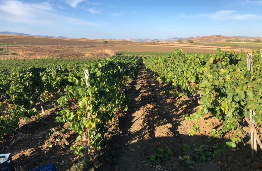 vigneti